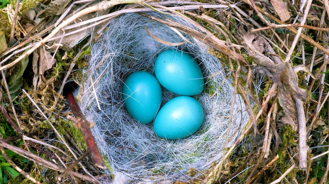 Bird Nesting Photo credit: WTML / Earnie Janes